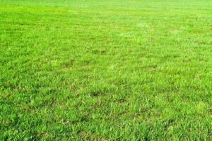 Grass to mix with centipede