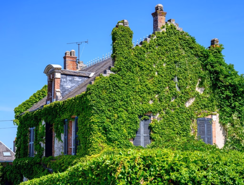 house covered in invasive vining plants
