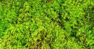 images 2 1
