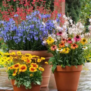 How to Build a Colorful Perennial Flower Bed in Texas
