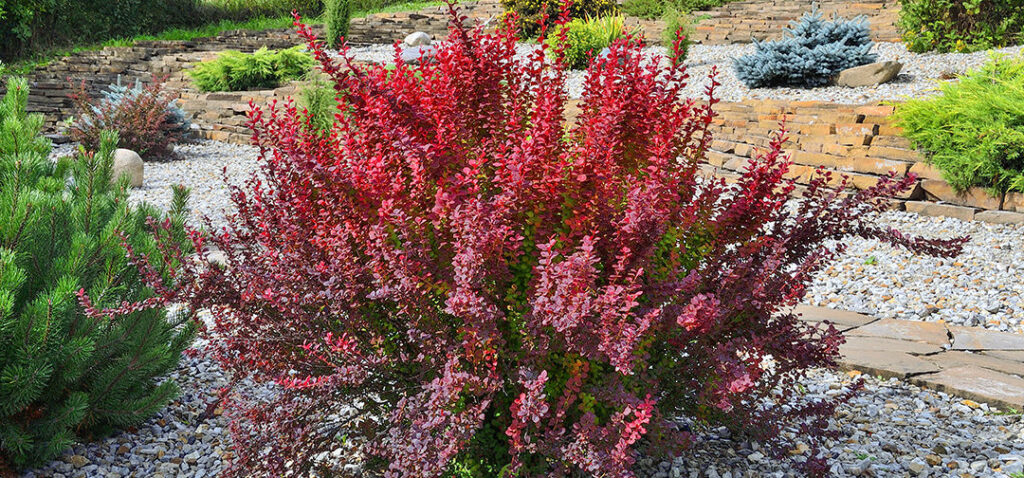 meyer landscape low maintenance shrubs for every landscape red shrub 1080x504 1