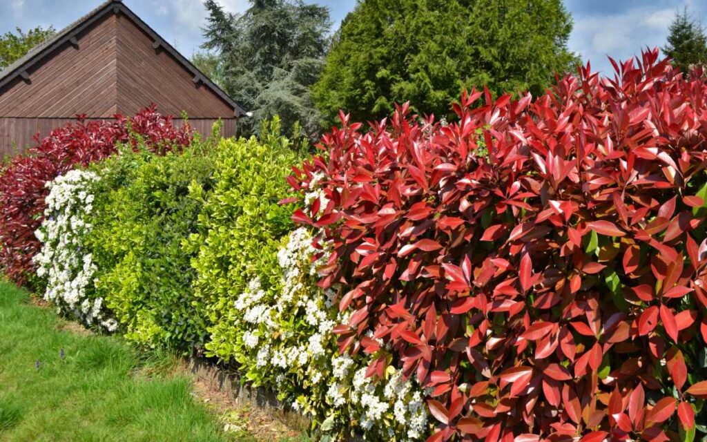 mixed hedging