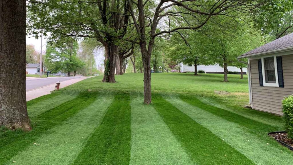 shaded lawn