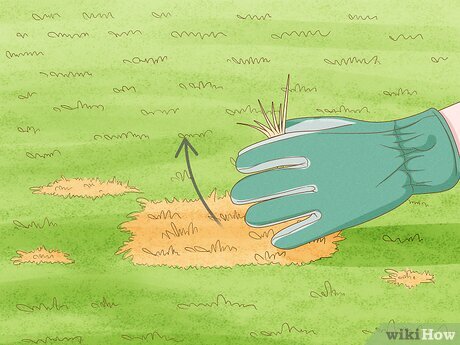 v4 460px repair spots from pet urine in lawn grass step 2 version 4
