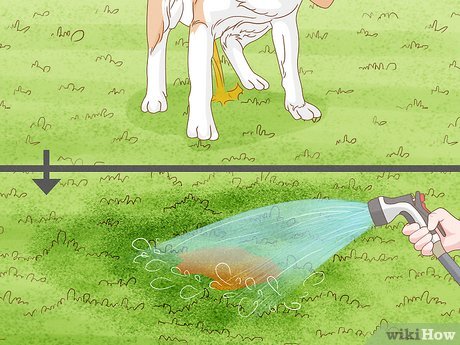 v4 460px repair spots from pet urine in lawn grass step 9 version 2