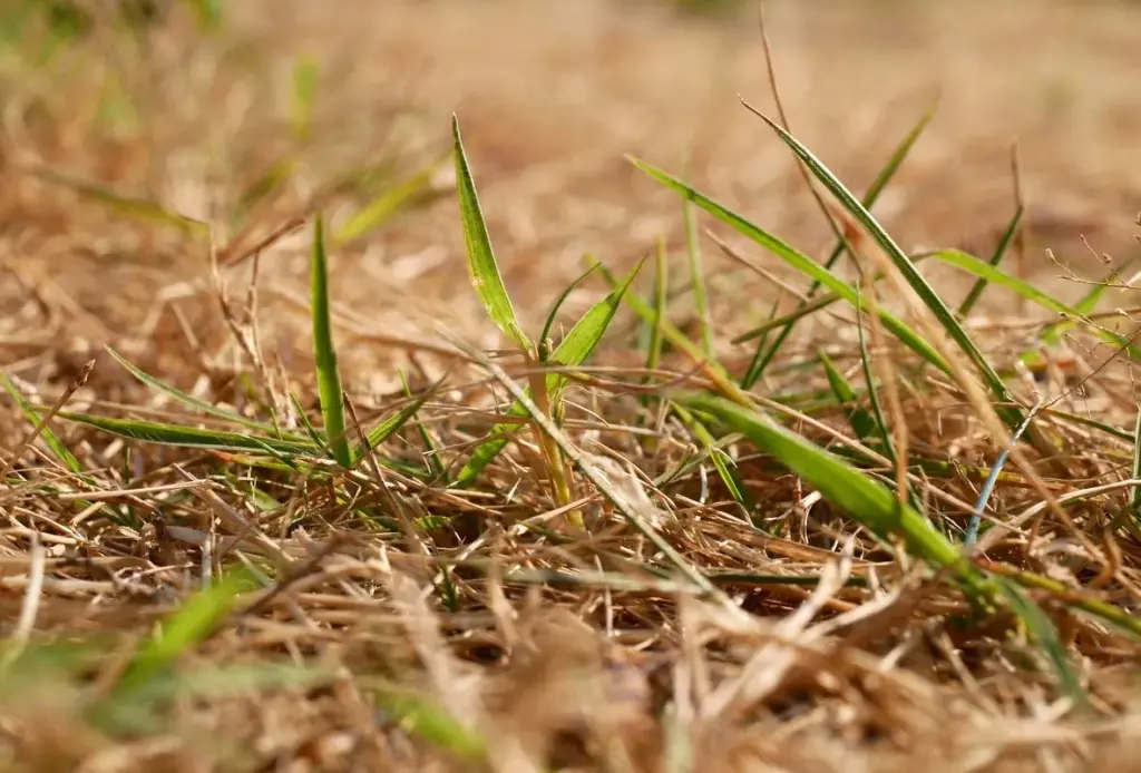 drought stress lawn