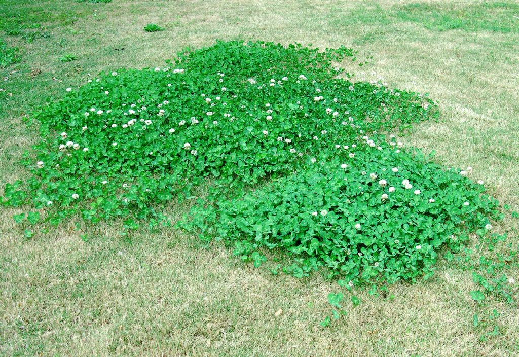 microclover lawn bad