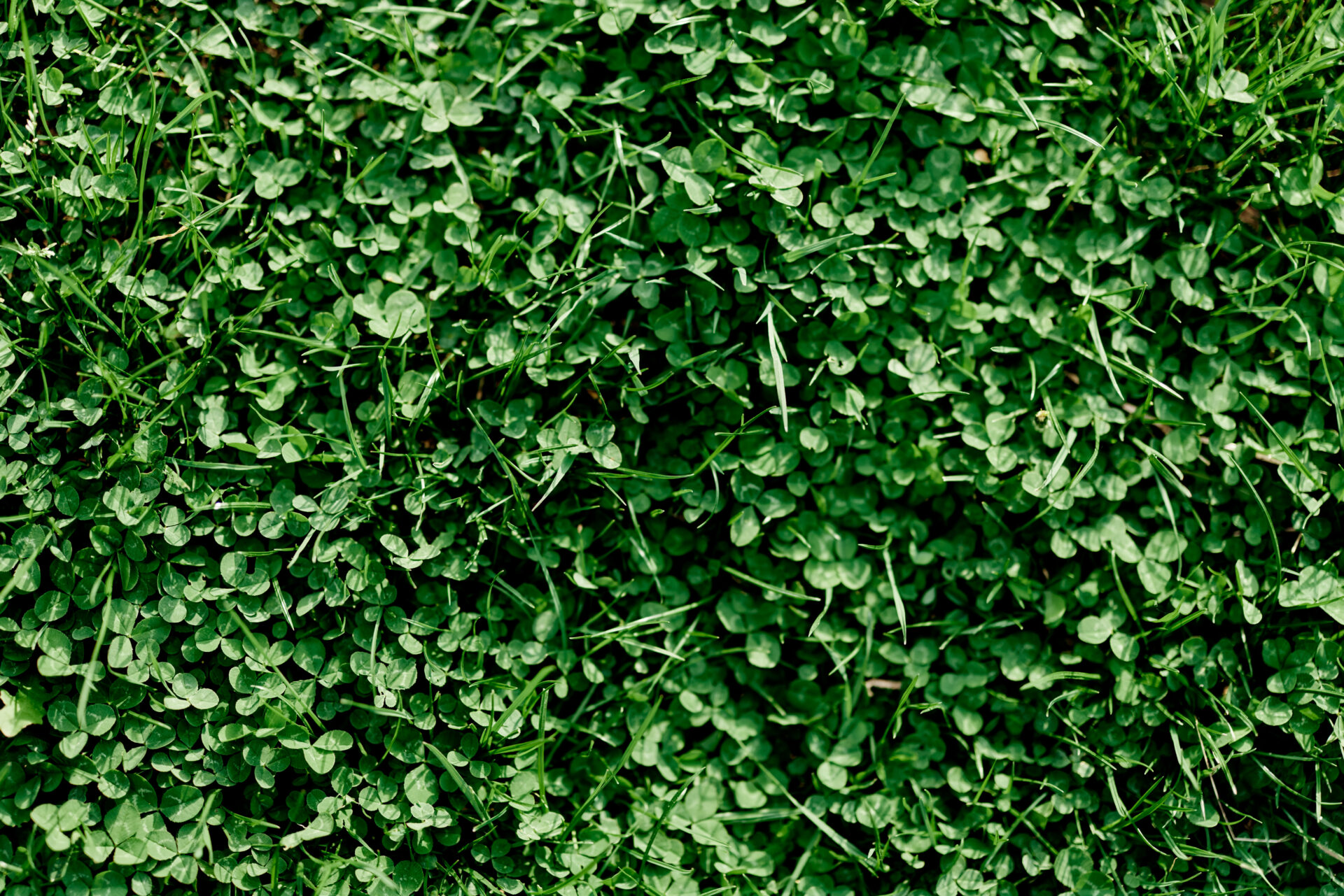 microclover