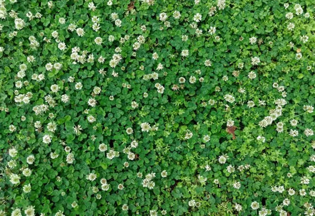 white clover