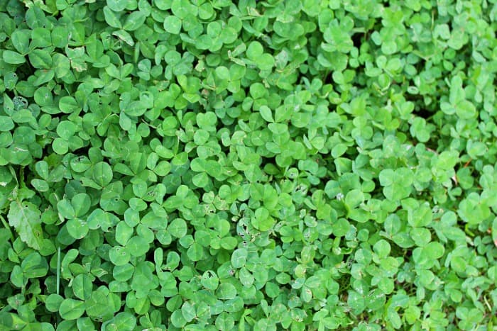 clover