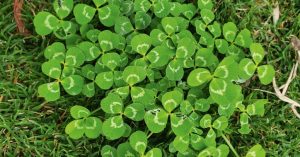 clover fb 1200x6284 1024x536 1024x536c0pcenter