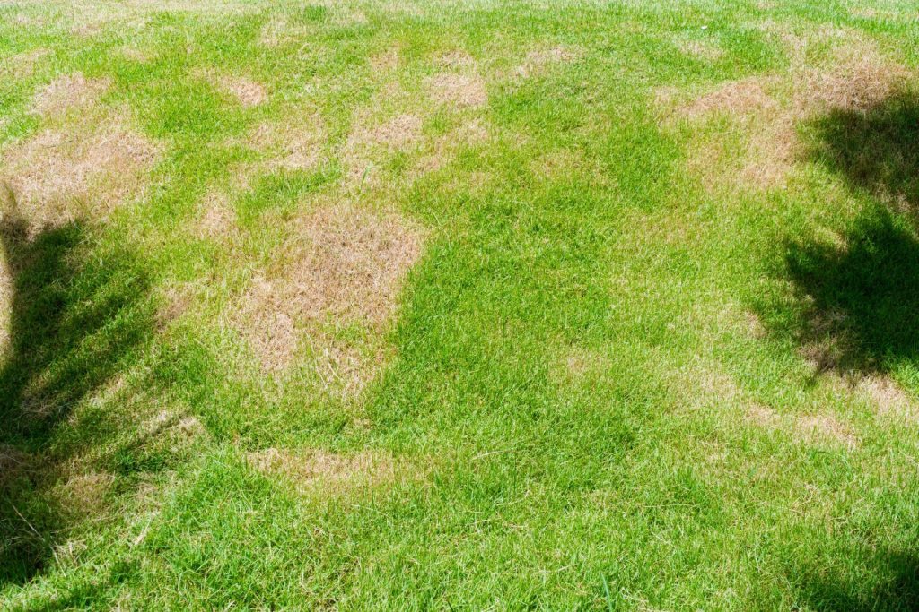 dead dry grass 1659101215