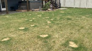 dog spots on lawn