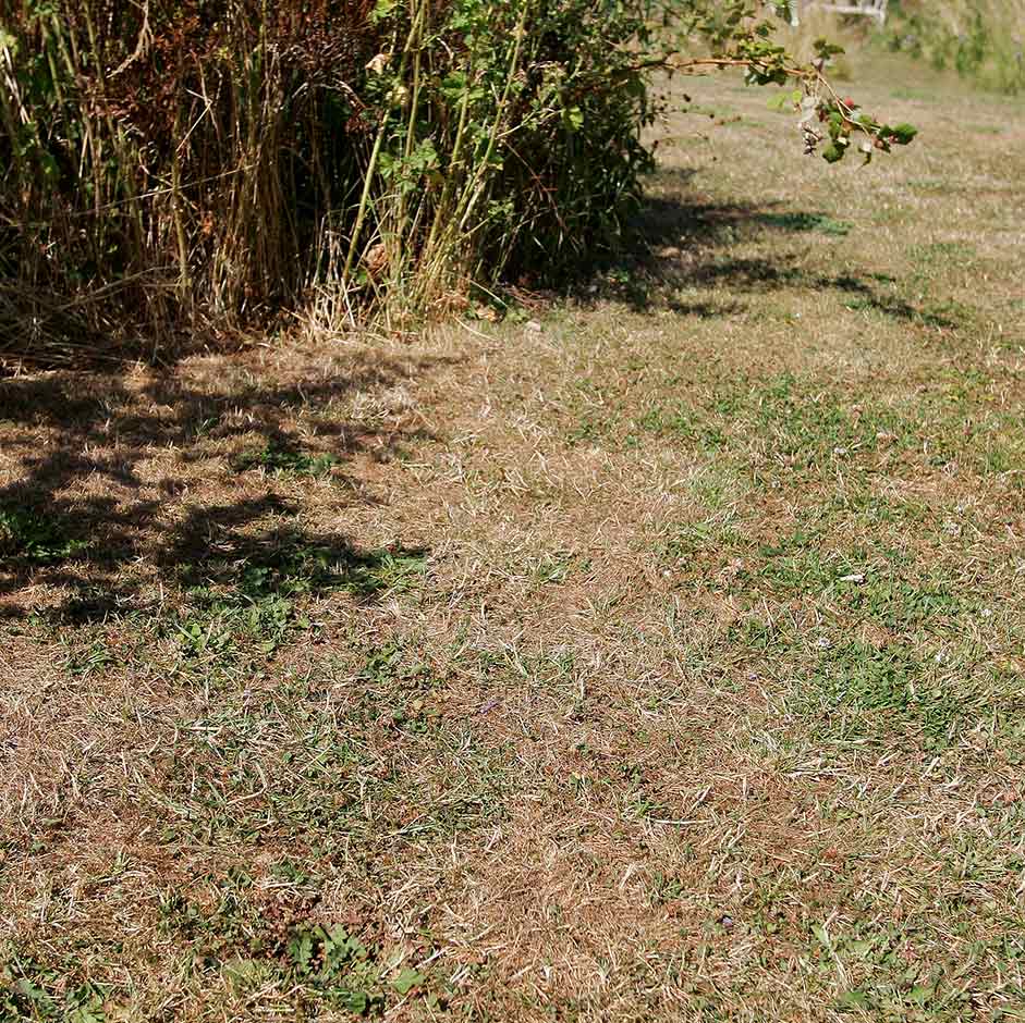 drought in grass