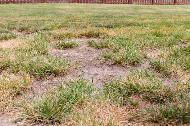 drought lawn uk