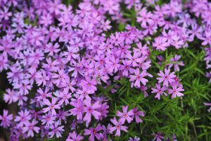 flowering ground covers 4069720 hero f1d9bf5e6f994fe5b4cd8260927cd081