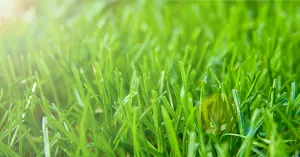 green grass drought img5a