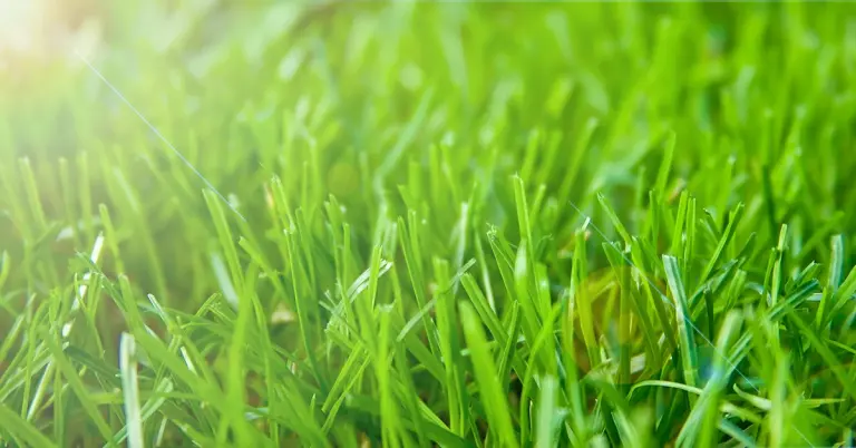 green grass drought img5a