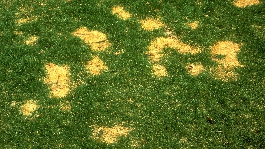 hgic lawns dog urine damage 1600