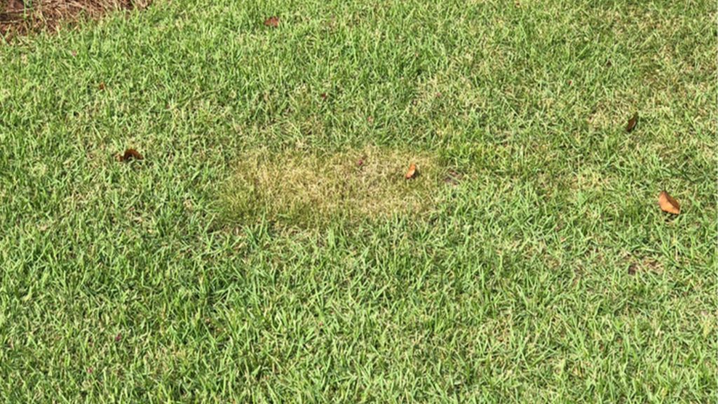hot spot in grass min 1024x576 1