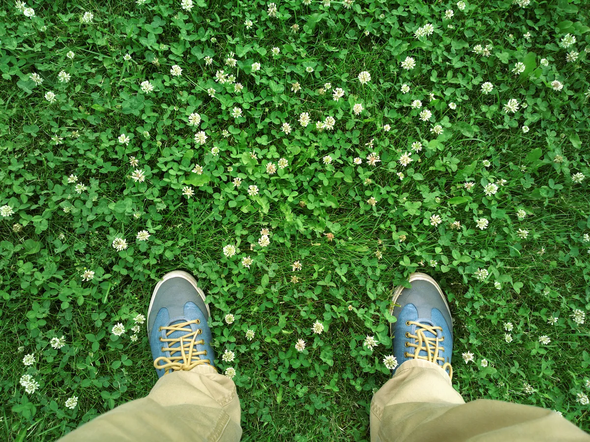istock 1188211286 how to kill clover in lawn