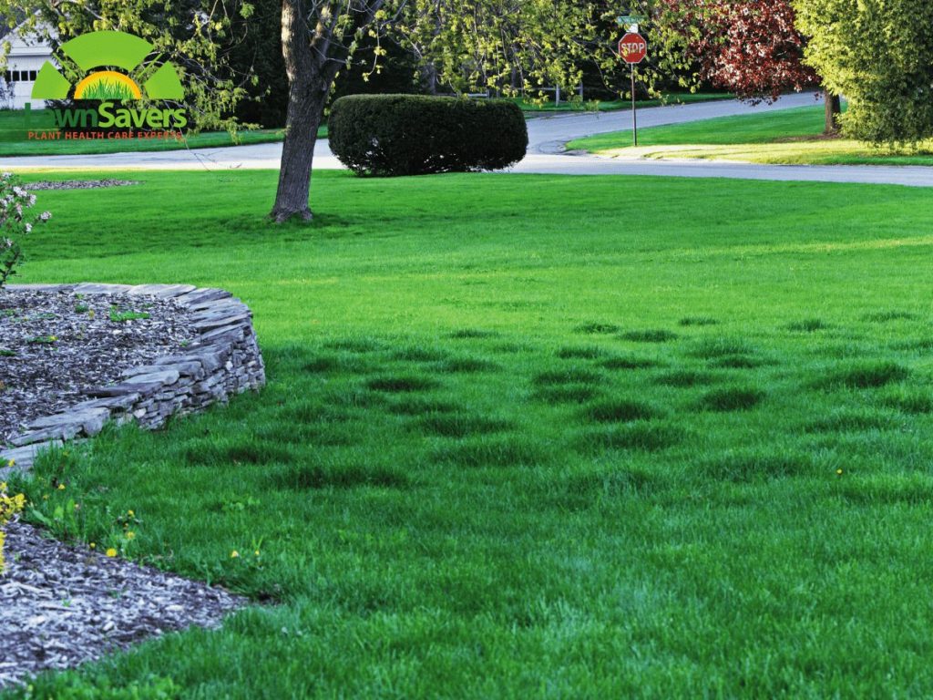 lumpy bumpy lawn how to repair2