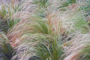 mexican feathergrass 2 1024x683 1