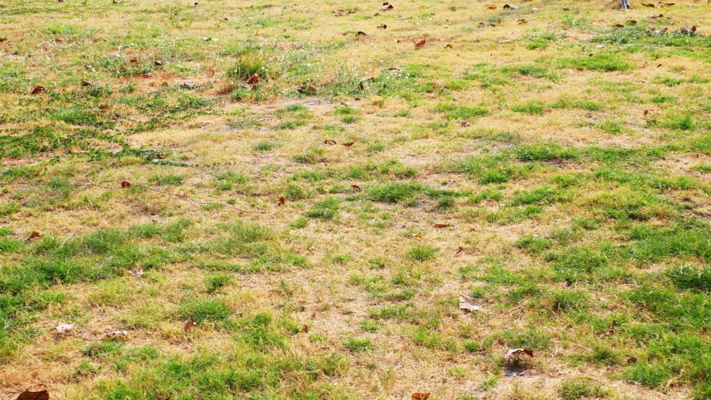 optimal lawn care how to care for your lawn during a drought