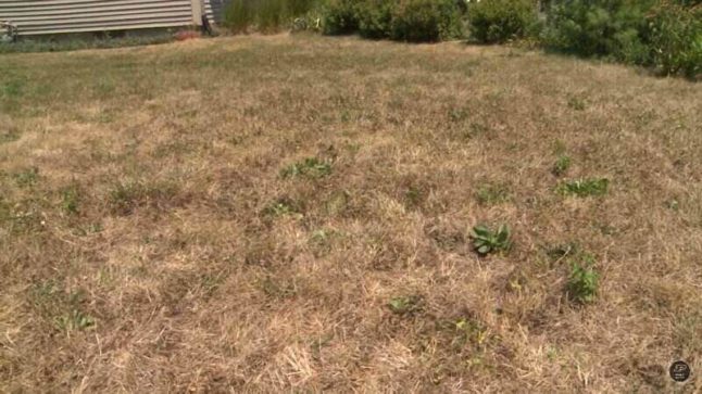 rsz lawn capture during droughts 646x363 1