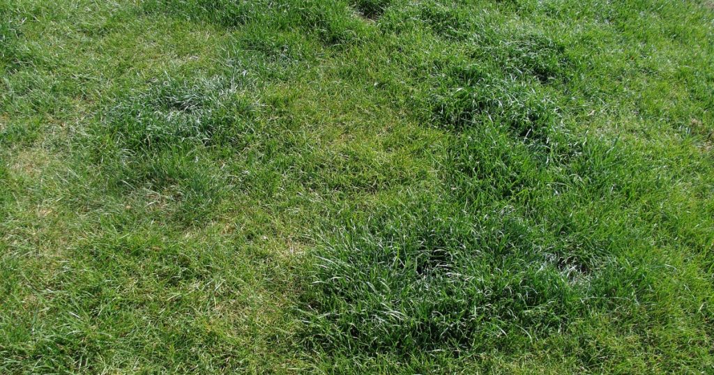 why is my lawn lumpy
