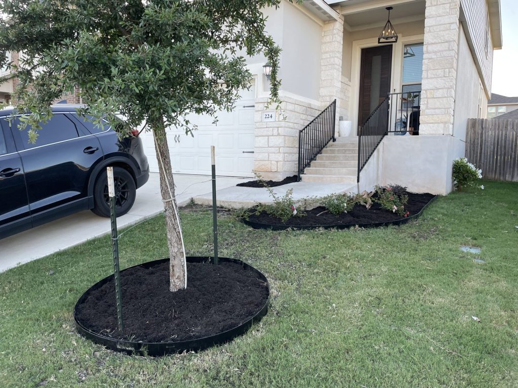 Recent Landscaping Projects In Austin, Tx 11 new front-yard tree with steel edging and black mulch ring